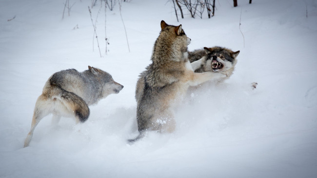 Обои картинки фото животные, волки, снег, зима, борьба