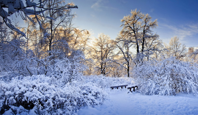 Обои картинки фото природа, зима, деревья, кусты, снег