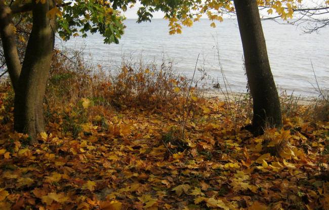 Обои картинки фото польша  пуцк, природа, листья, река, деревья, осень, листва