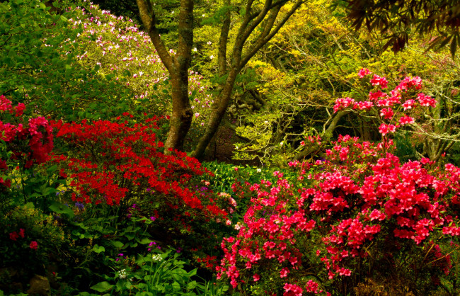 Обои картинки фото wellington botanical garden  новая зеландия, природа, парк, wellington, botanical, garden, новая, зеландия, кусты, родендромы, деревья