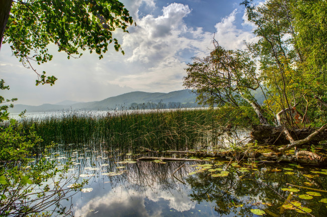 Обои картинки фото германия   никкених, природа, реки, озера, никкених, германия, река, камыши, деревья