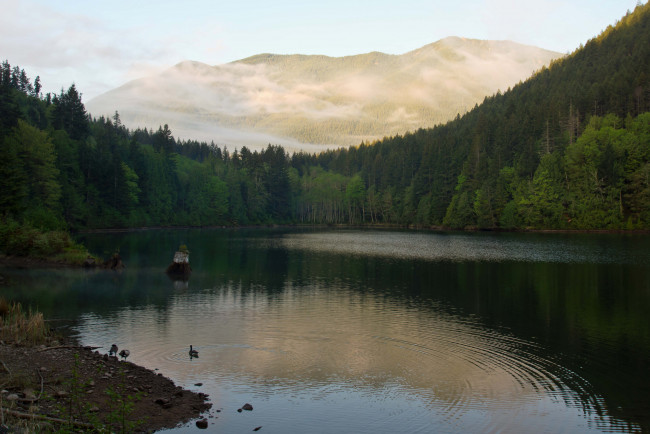 Обои картинки фото природа, реки, озера, лес, гора, утро, утки, озеро