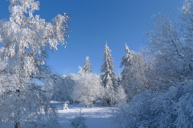 Обои картинки фото природа, зима, деревья, иней, небо, снег