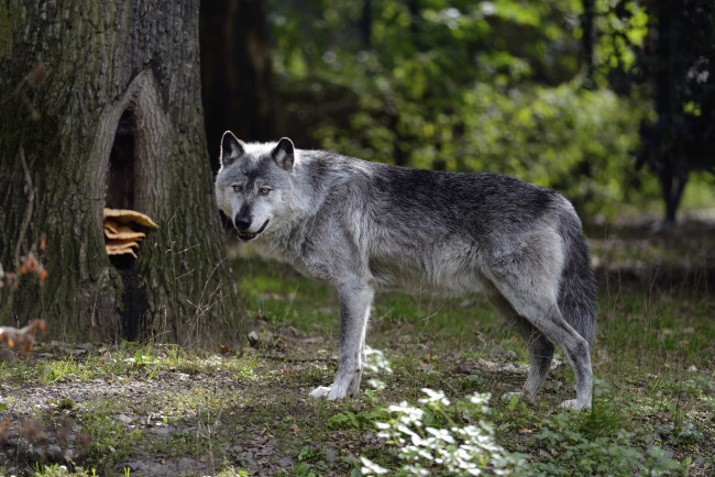 Обои картинки фото животные, волки, хищник