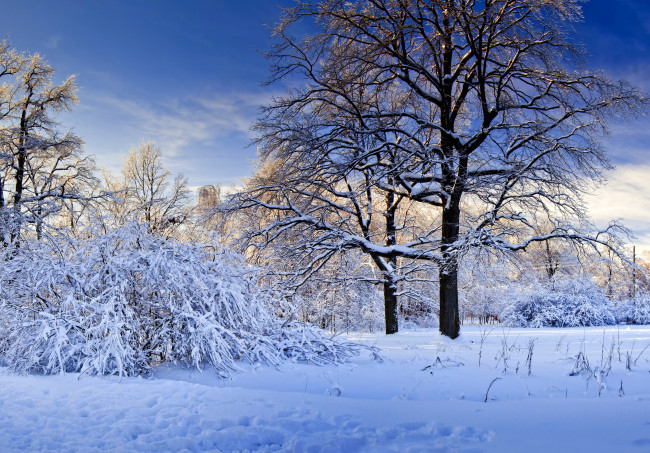 Обои картинки фото природа, зима, снег, деревья, кусты