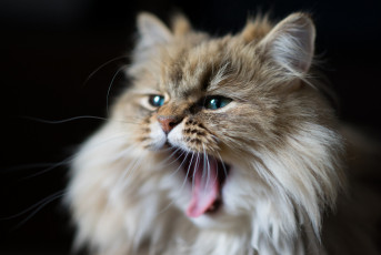 Картинка животные коты коте пушистый зивает киса