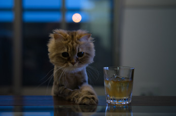 Картинка животные коты напиток стакан киса стол ушки коте взгляд усы