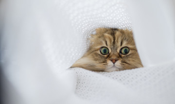 Картинка животные коты взгляд кот зелёные глаза ткань