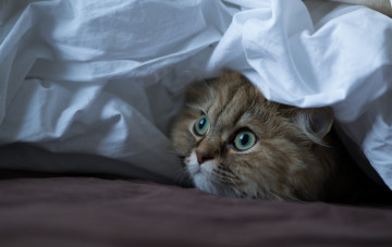 Картинка животные коты ткань кот глаза взгляд