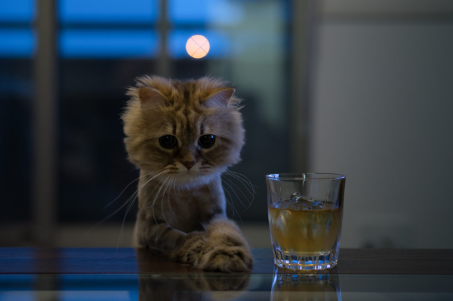 Обои картинки фото животные, коты, напиток, стакан, киса, стол, ушки, коте, взгляд, усы