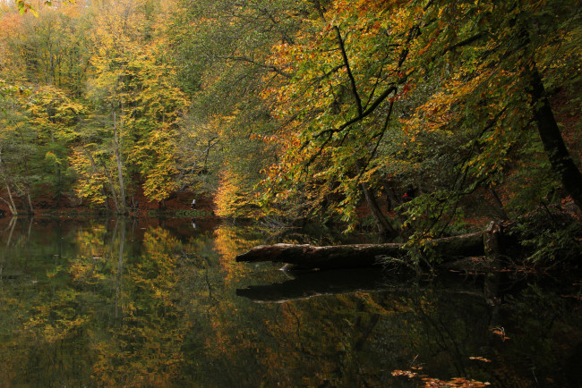 Обои картинки фото природа, реки, озера, турция, осень, лес, озеро, болу