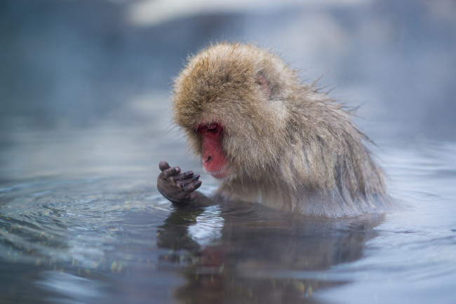 Обои картинки фото животные, обезьяны, пар, источник, горячий, купание, обезьяна, вода