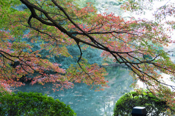 Картинка природа реки озера деревья листья