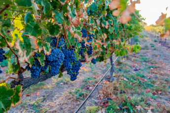 Картинка природа Ягоды +виноград виноградник