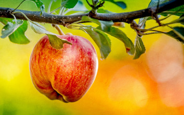 Картинка природа плоды фон яблоко