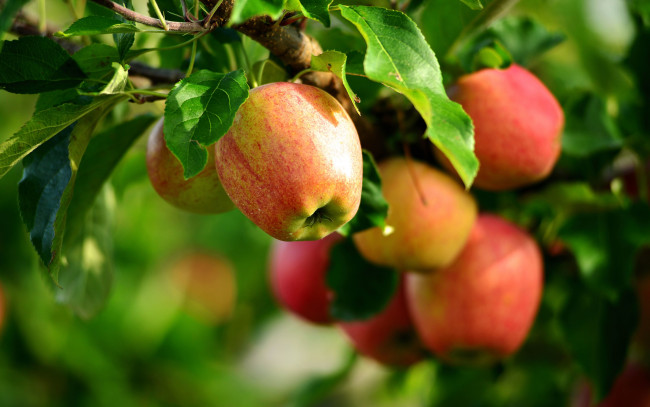 Обои картинки фото природа, плоды, яблоня, лето, яблоки