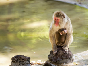 Картинка животные обезьяны озеро камни мартышка обезьяна детеныш