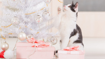 Картинка животные коты кошка подарки новый год праздник украшение игрушки бусы