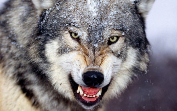 обоя животные, волки,  койоты,  шакалы, волк, зверь, хищник, оскал