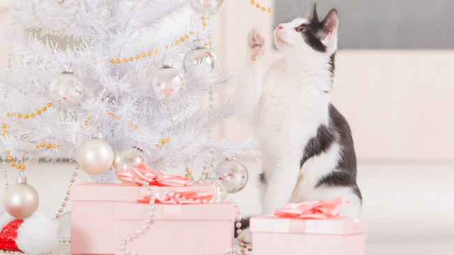 Обои картинки фото животные, коты, кошка, подарки, новый, год, праздник, украшение, игрушки, бусы