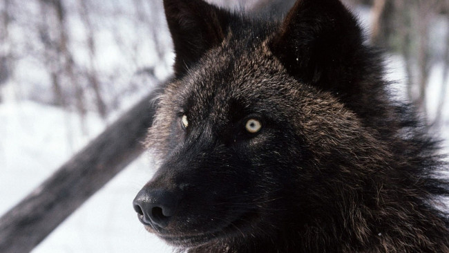 Обои картинки фото животные, волки,  койоты,  шакалы, снег, хищник, зверь, черный, волк