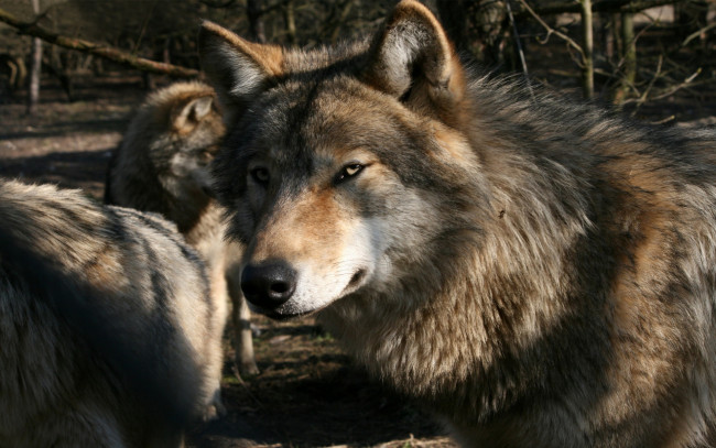 Обои картинки фото животные, волки,  койоты,  шакалы, взгляд, стая