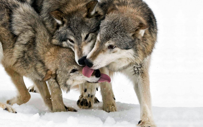 Обои картинки фото животные, волки,  койоты,  шакалы, зима, языки, снег