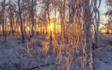 Картинка природа лес мороз деревья лесная сказка  i солнце снег иней