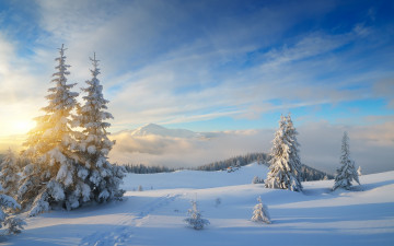 Картинка природа зима nature лес winter fir trees snow forest снег елки