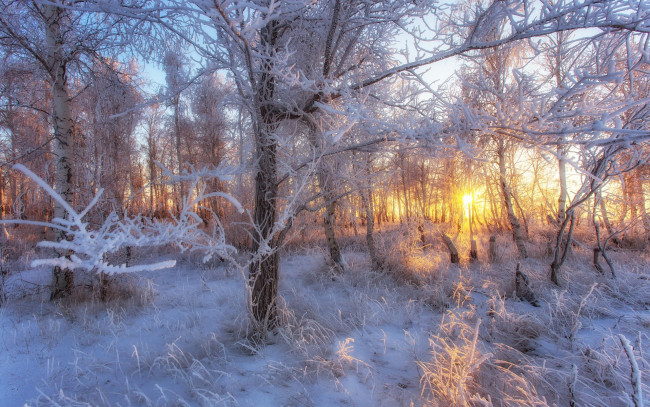 Обои картинки фото природа, лес, лесная, сказка, , i, солнце, снег, иней, мороз, деревья