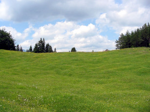 Картинка природа луга трава зеленая луг