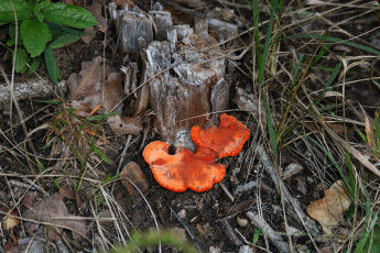Картинка природа грибы листья пенек