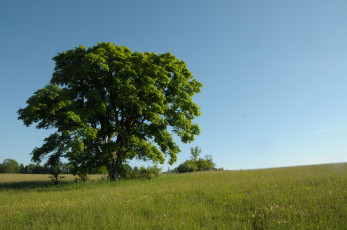 Картинка дерево природа деревья трава лето