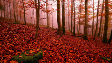 обоя природа, лес, листопад, осень