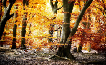 Картинка природа лес листопад осень