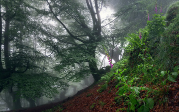 Картинка природа лес деревья туман