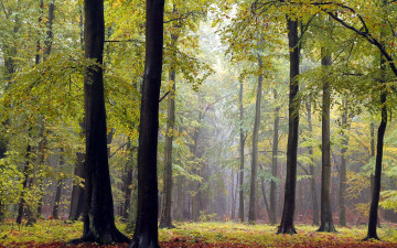 обоя природа, лес, осень, листопад