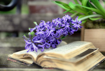 обоя цветы, гиацинты, книга, гиацинт, синий