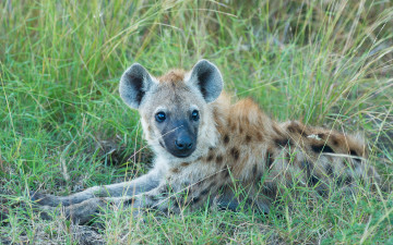 Картинка гиена животные гиены +гиеновые+собаки hyena щенок гиеновые хищник млекопитающее шерсть когти оскал зубы африка