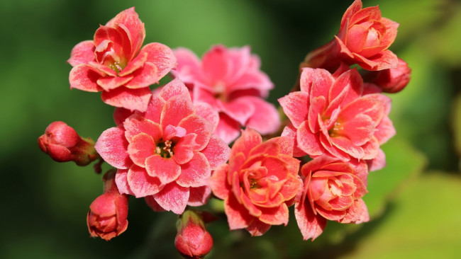 Обои картинки фото цветы, каланхоэ, розовое