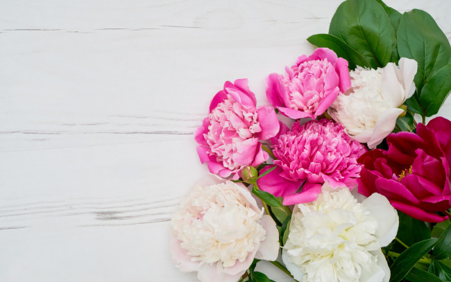 Обои картинки фото цветы, пионы, белые, розовые