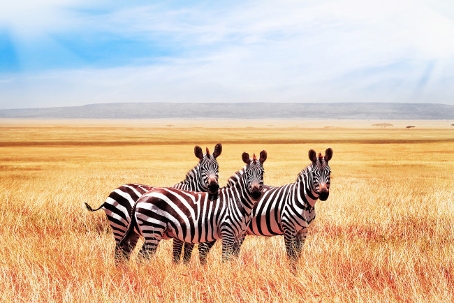 Обои картинки фото зебры, животные, непарнокопытные, лошадиные, лошади, африка, савана, жара
