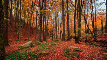 Картинка autumnal+forest west+dean west+sussex england природа лес autumnal forest west dean sussex