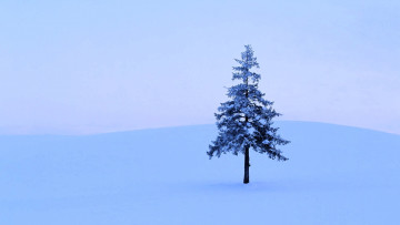 Картинка природа деревья ёлка снег