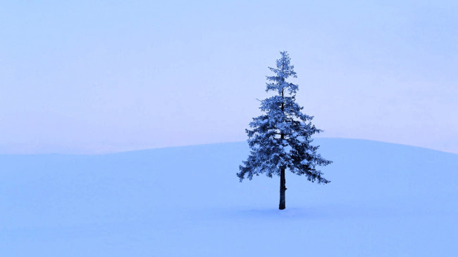 Обои картинки фото природа, деревья, ёлка, снег