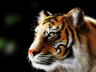 Картинка тигр рисованные животные тигры
