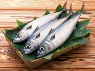обоя еда, рыба, морепродукты, суши, роллы