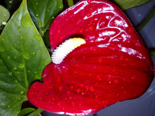 Картинка цветы антуриум цветок фламинго алый капли