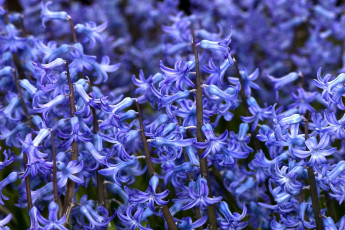 Картинка цветы гиацинты синий много