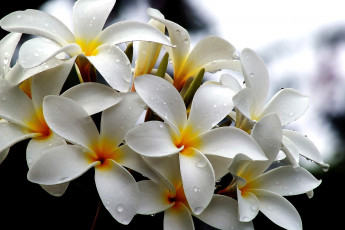 Картинка цветы плюмерия много белый